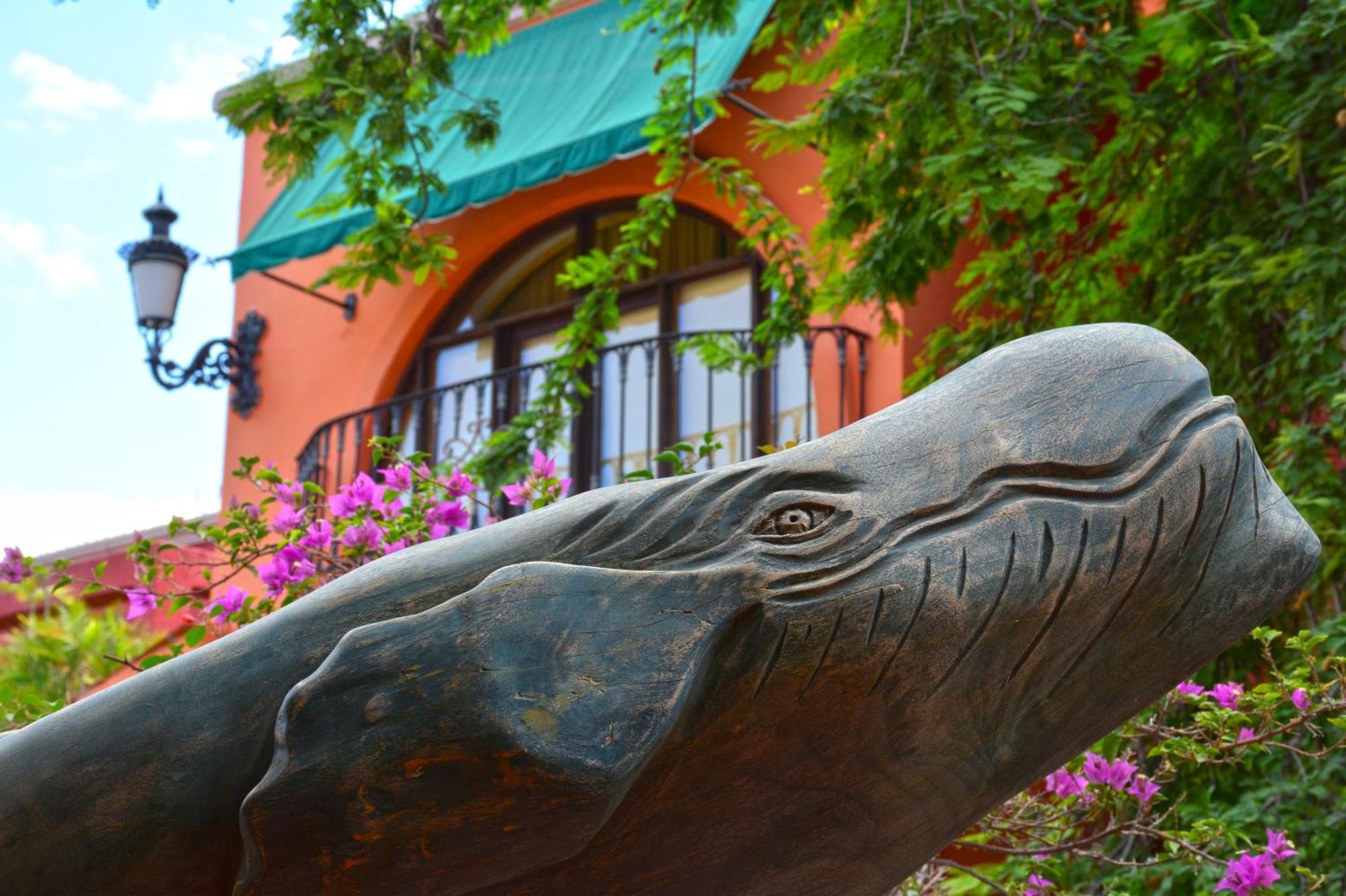 Collection O Casa Bella Hotel Boutique, Cabo San Lucas Zewnętrze zdjęcie